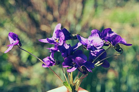 Summer violet bouquet