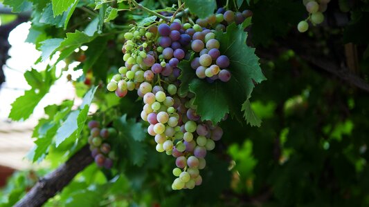 Vine flora green fruits