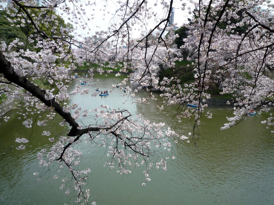 Japan pink k