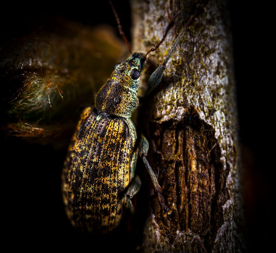 Nature macro weevil