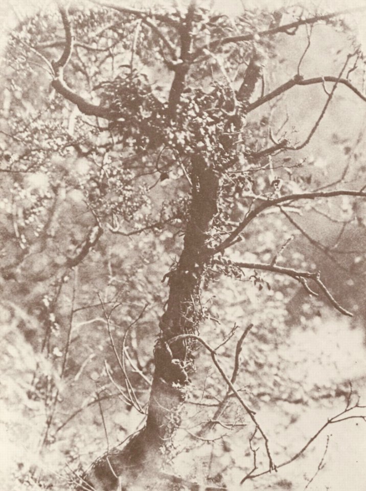 Hill und Adamson - Landschaftstudie (1) (Zeno Fotografie)