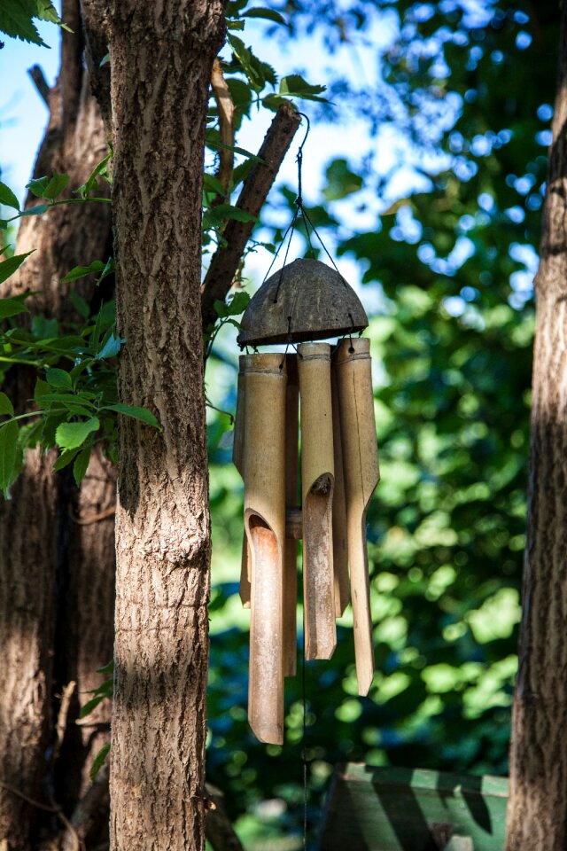 Brown tree branch
