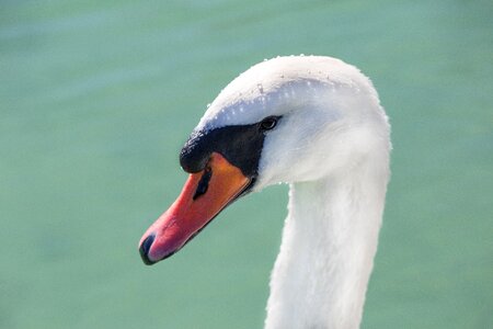 Nature waters animal world