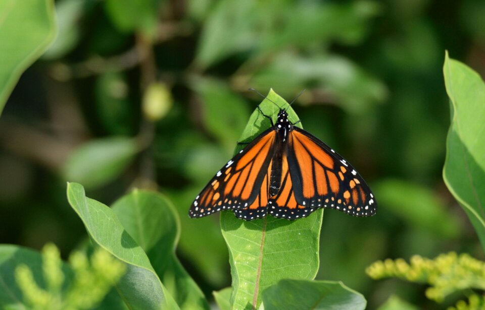 Butterfly monarch nature