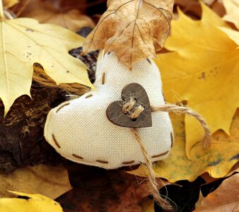 True leaves wood background photo