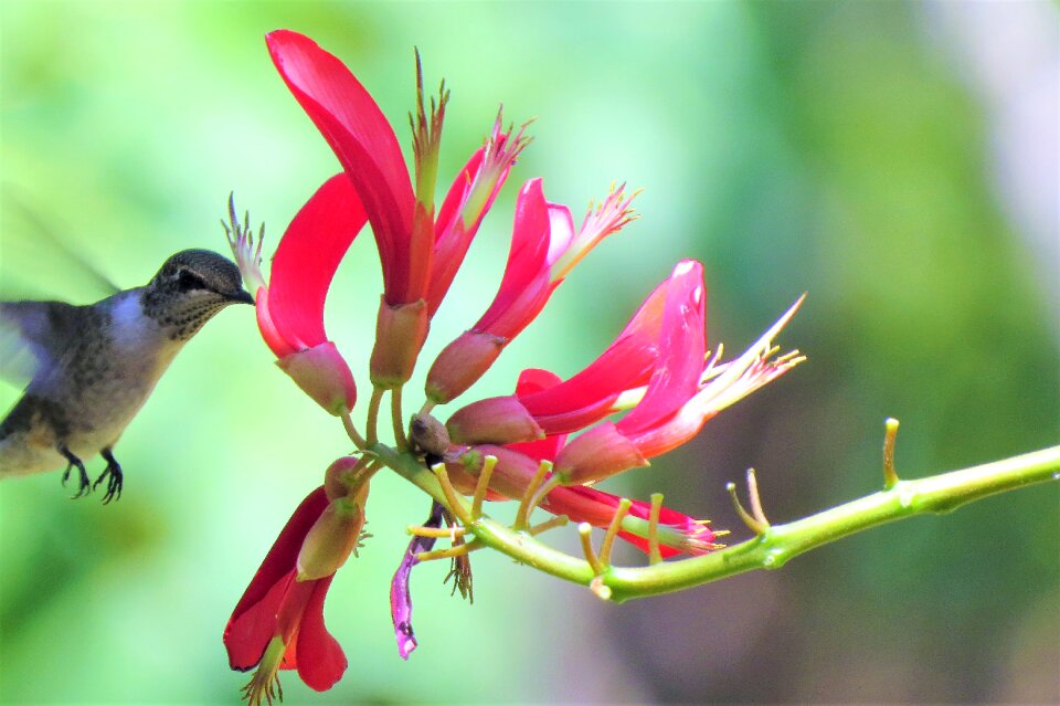 Feeding red flower wildlife