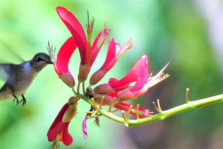 Feeding red flower wildlife