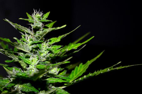 Hemp plant marijuana photo