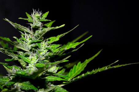 Hemp plant marijuana