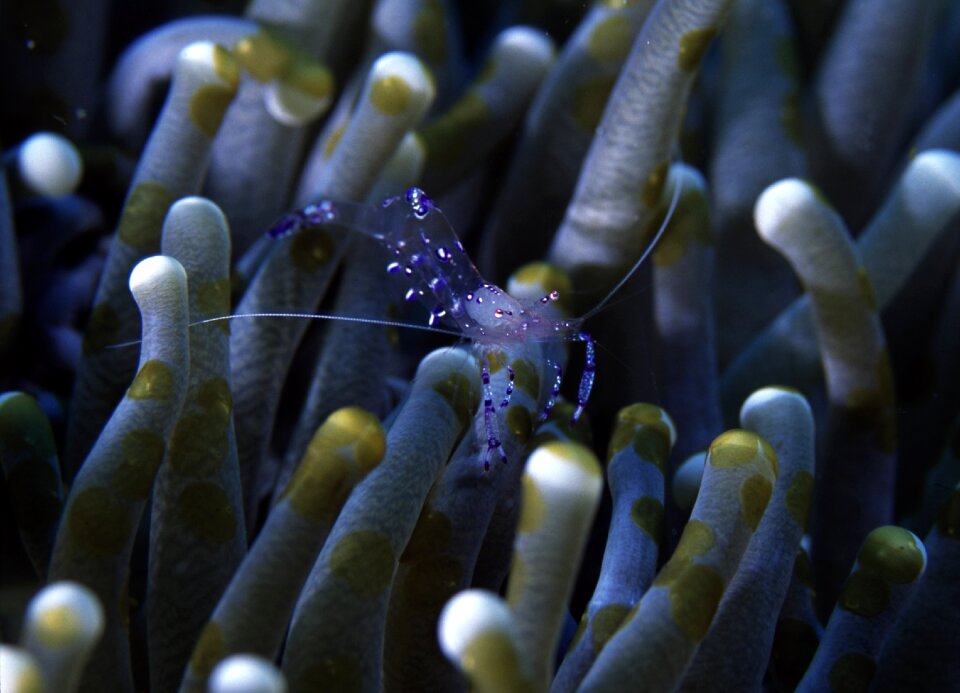 Anemone shrimp similan island thailand