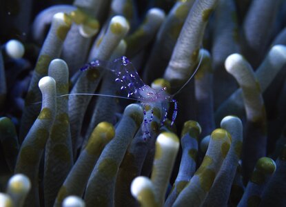 Anemone shrimp similan island thailand photo