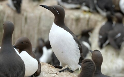 Guillemot sea scotland photo