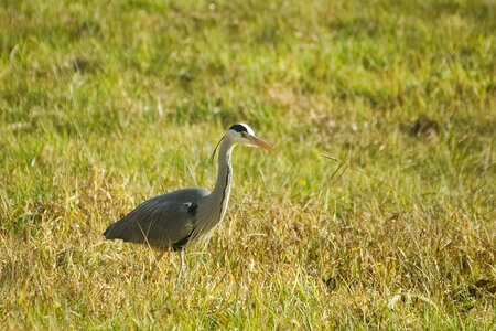 Nature animal world animal