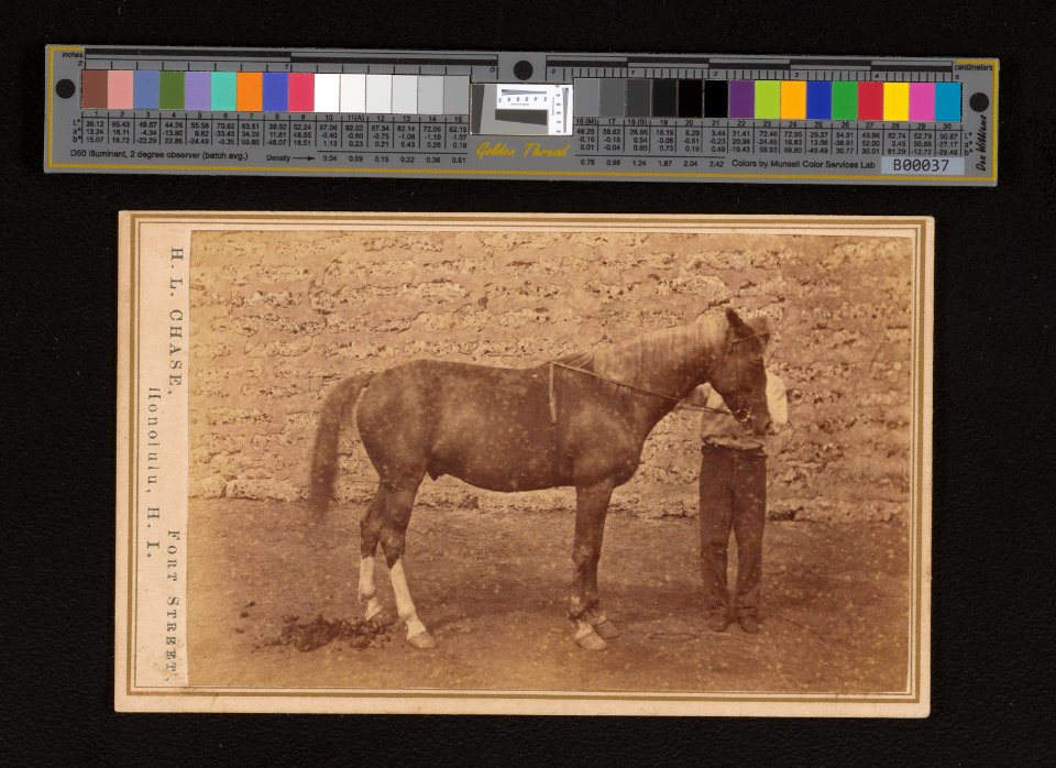 Hiikua with horse (PP-2-12-002)