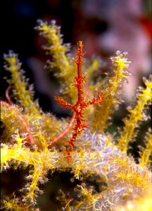 Ghost pipe fish similan thailand