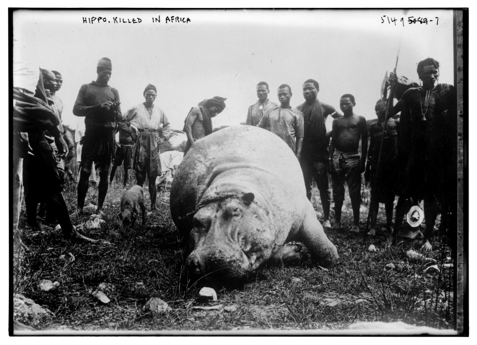 Hippo, killed in Africa LCCN2014710355