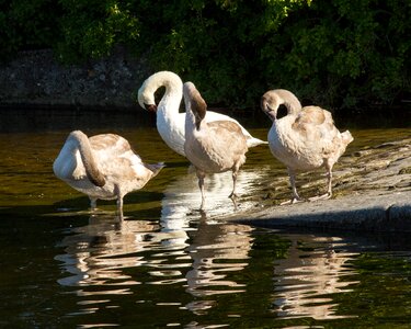 Swans galway ireland