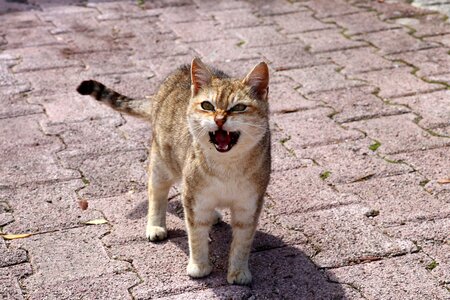 Cat face mieze cat's eyes