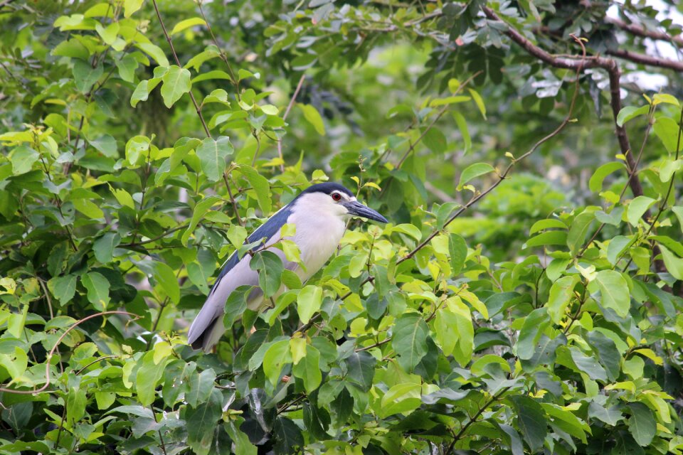 Leaf bird garden