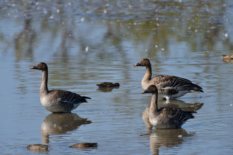 Lake waterfowl heat blocks