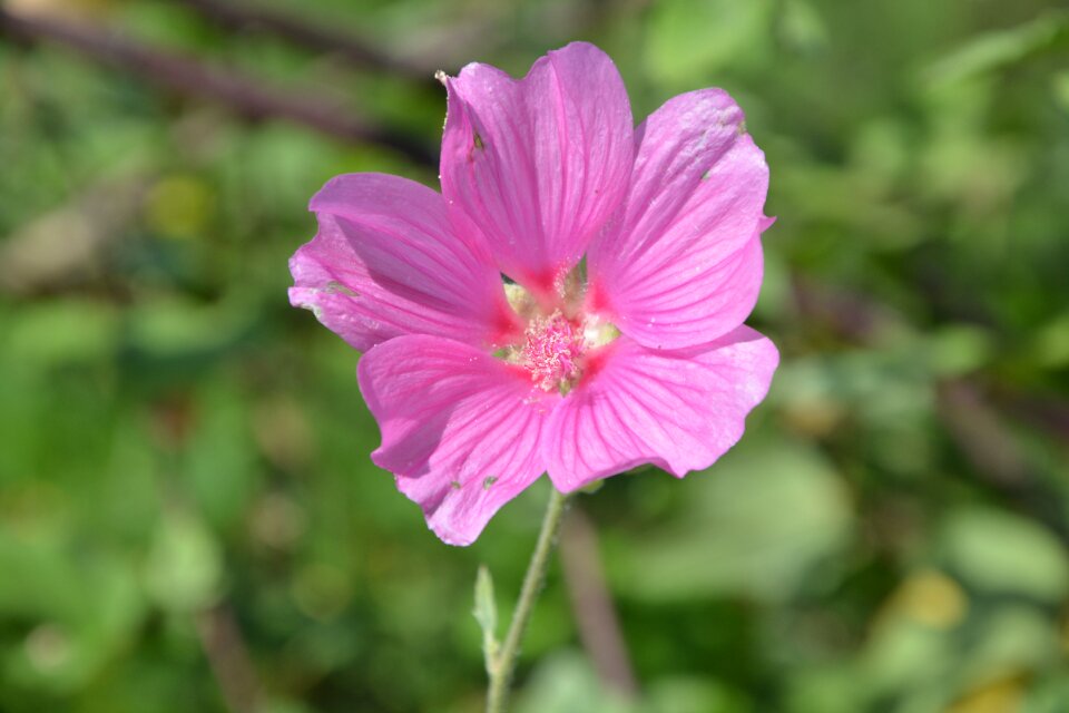 Botany flowering hibiscus