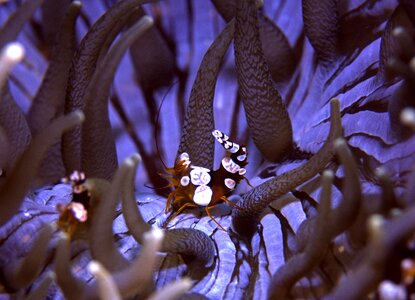 White saddle shrimp similan island thailand photo