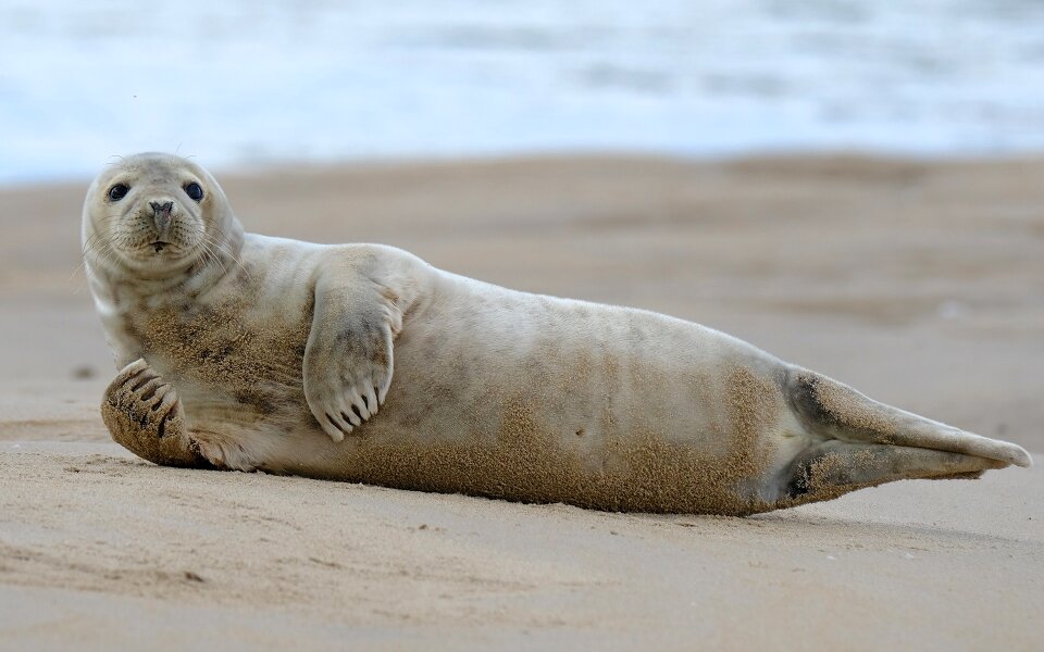 Juvenile scotland sea