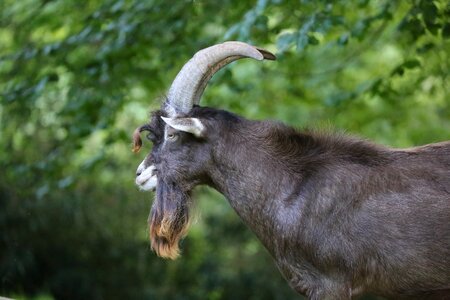 Animal goatee goat