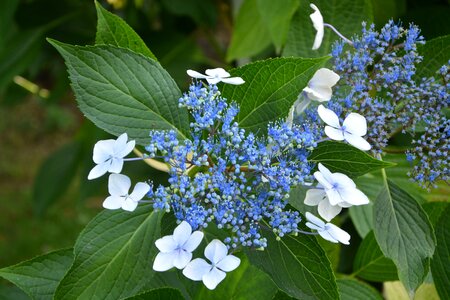 Brittany flower hydrangea