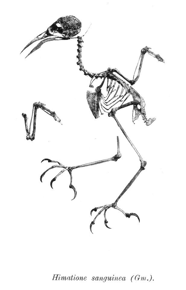 Himatione sanguinea 163