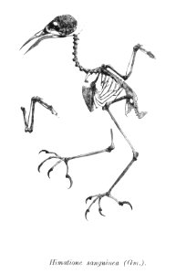 Himatione sanguinea 163