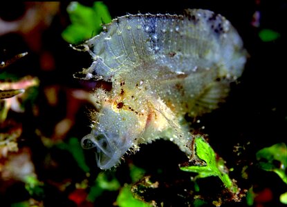 Scorpion leaf similan island thailand photo