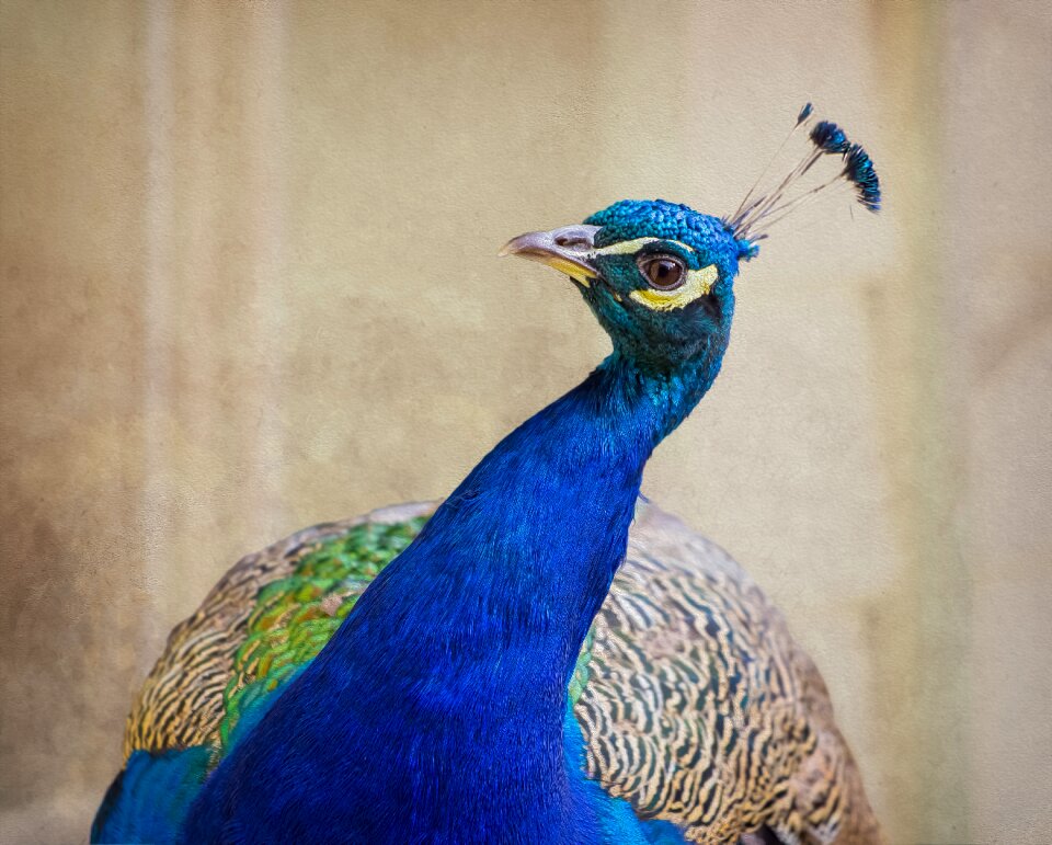 Pride portrait close up
