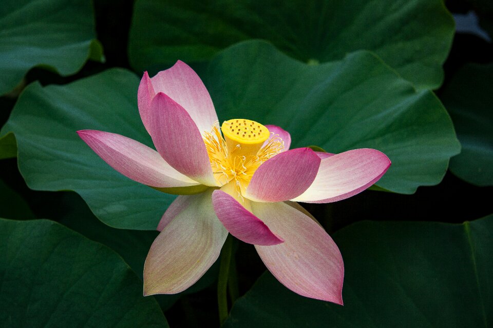 Blossom bloom aquatic plant