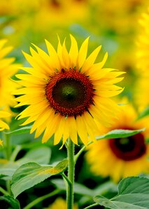 Big sun smile korat thailand