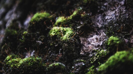 Micro the branch of a tree plant