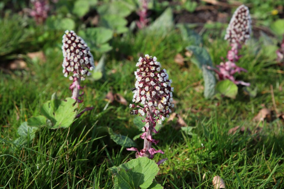 Butterbur bug flower