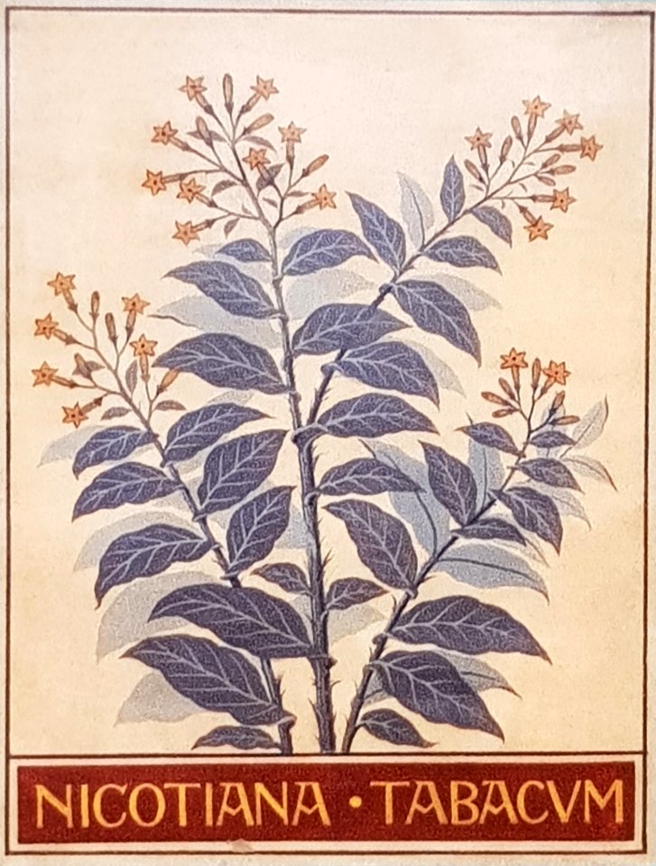 Hintze Hall ceiling—Nicotiana tabacum