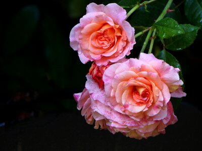 Bloom pink nature