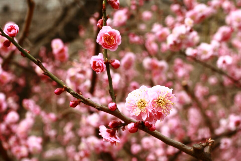Flower pink beijing