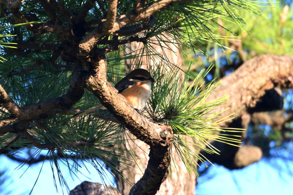 Wild animals bird shrike