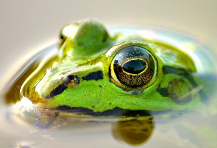 Green green frog water