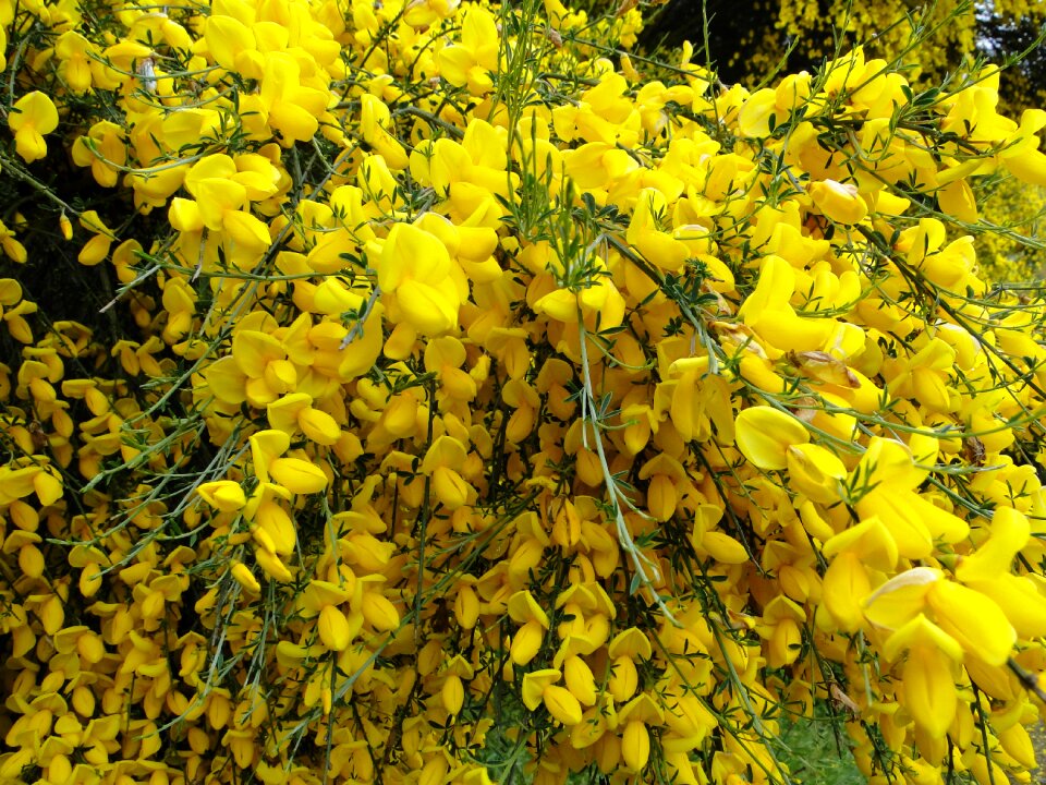 Yellow plants nature