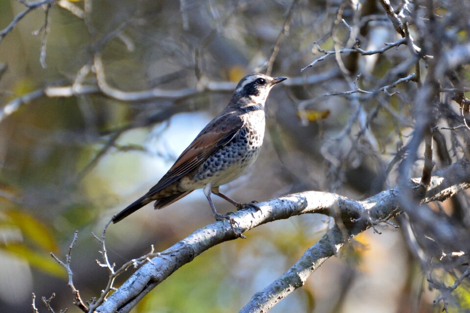 Outdoors wood thrush