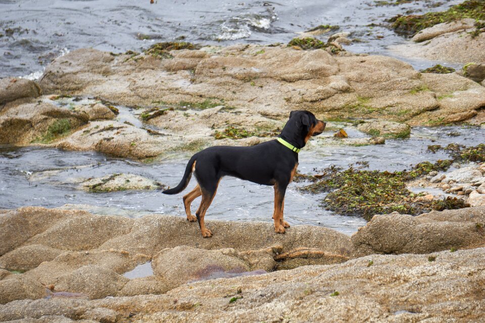 No person mammal dog