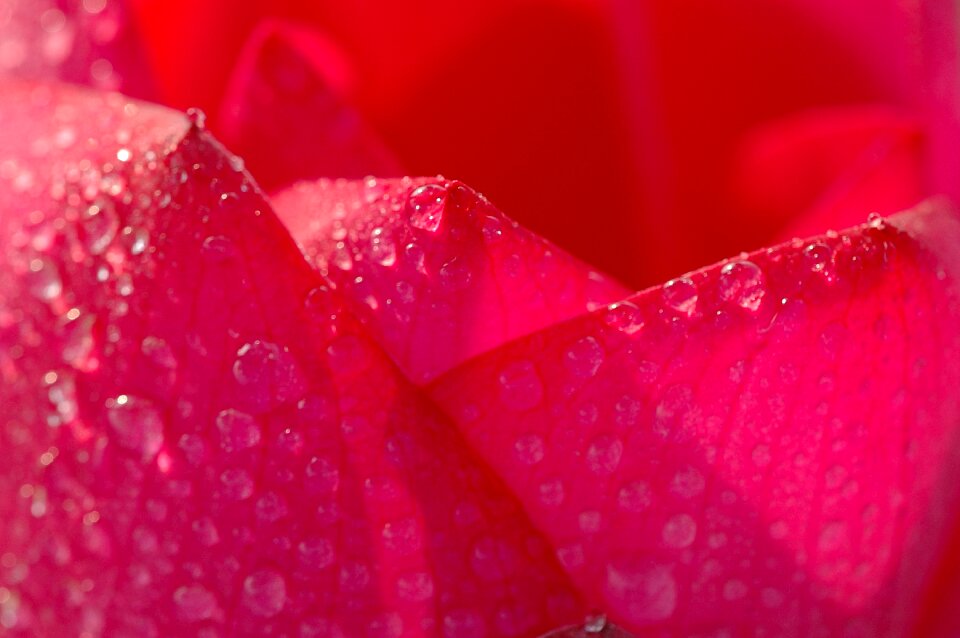 Contact arrangement summer red