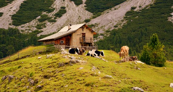 Cows stable mountain photo