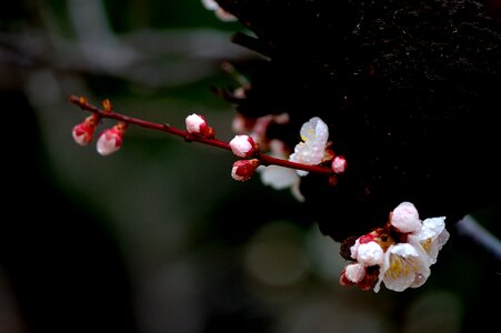 Spring flowers plum plum flower