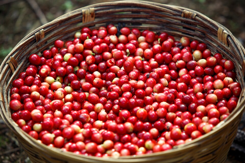 Coffee coffe coffee beans