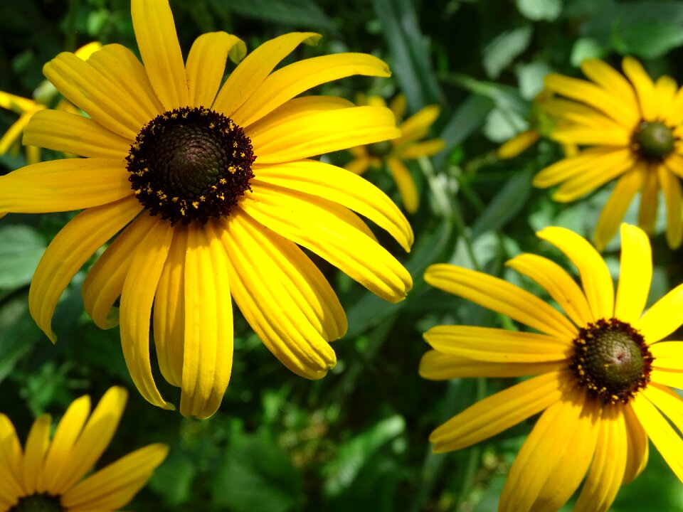 Ordinary sonnenhut shining coneflower rudbeckia species